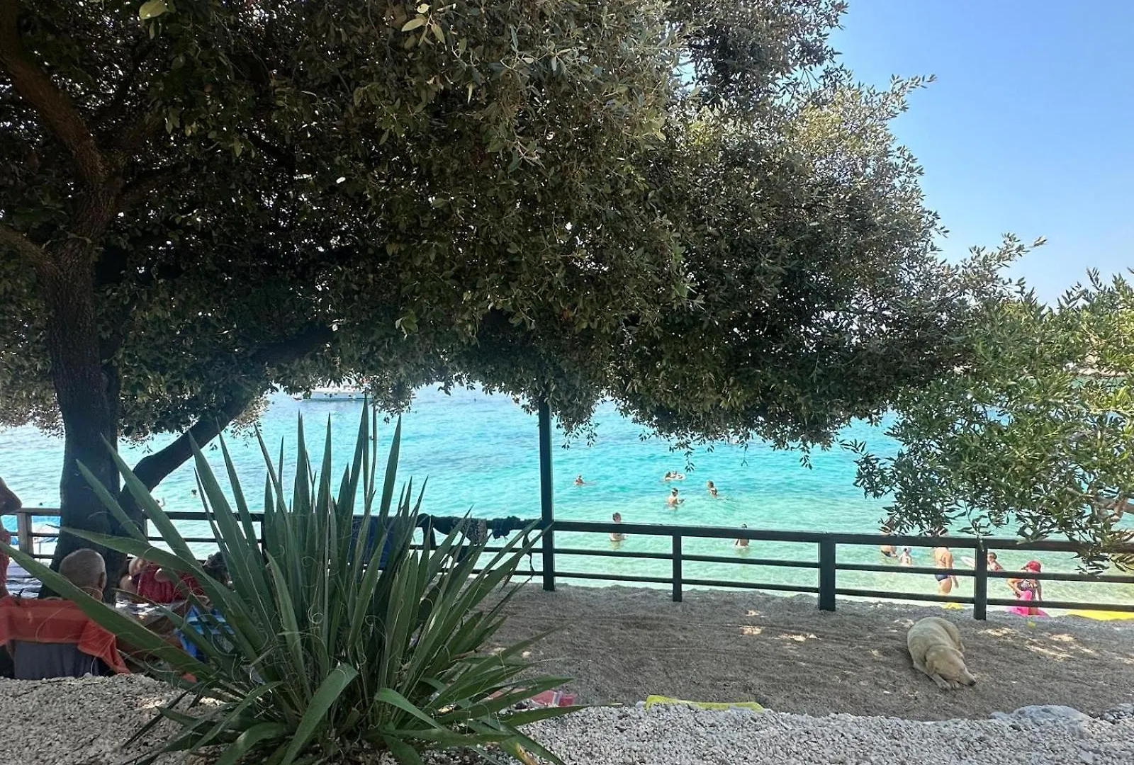 Medusalina-Bora Trogir